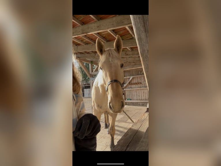 Sang-chaud polonais Hongre 6 Ans 178 cm Palomino in Schwenningen