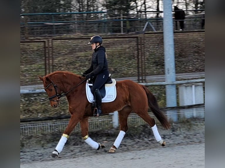 Sang-chaud polonais Hongre 7 Ans 162 cm Alezan in Forst