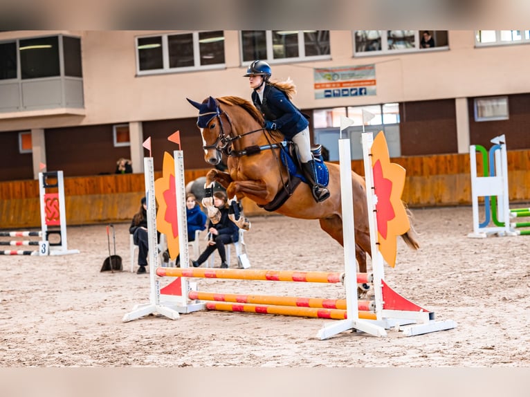 Sang-chaud polonais Hongre 7 Ans 169 cm Alezan in Bielsko-bia&#x142;a