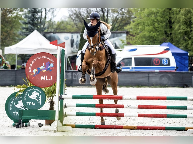 Sang-chaud polonais Hongre 7 Ans 169 cm Alezan in Bielsko-biała