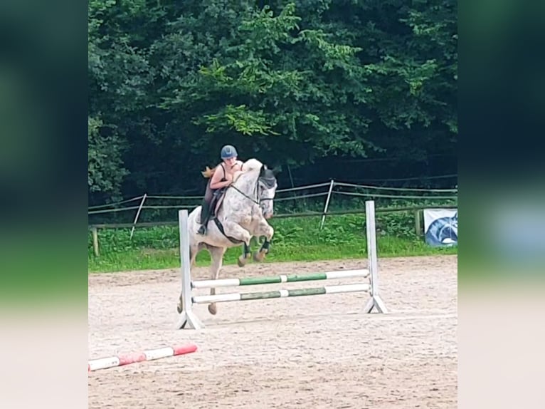 Sang-chaud polonais Jument 10 Ans 163 cm Léopard in Weinheim