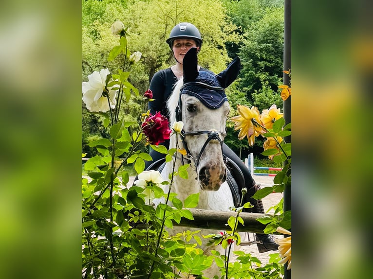 Sang-chaud polonais Jument 10 Ans 163 cm Léopard in Weinheim