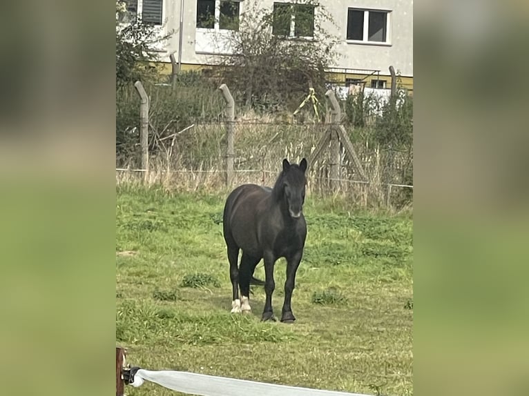 Sang-chaud polonais Jument 12 Ans 155 cm Noir in Ohrsleben