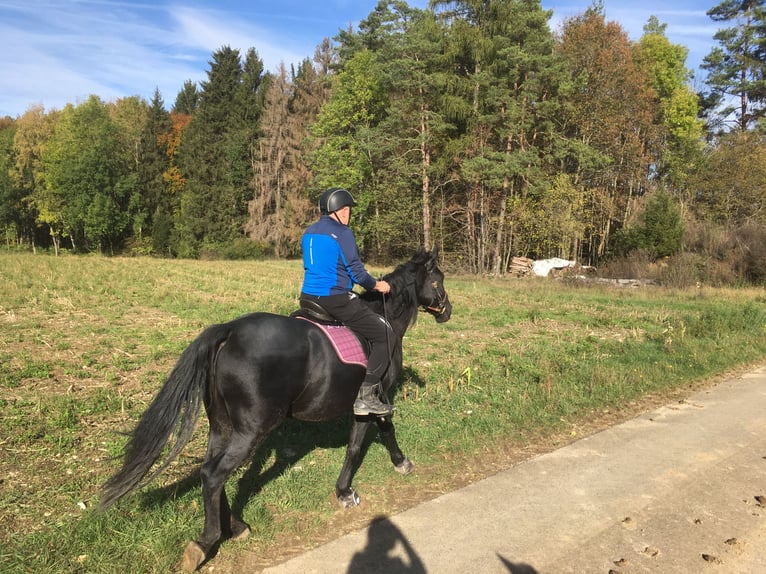 Sang-chaud polonais Jument 13 Ans 161 cm Noir in Sche&#xDF;litz