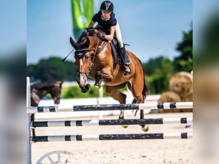Sang-chaud polonais Jument 13 Ans 171 cm Bai in Brzoza