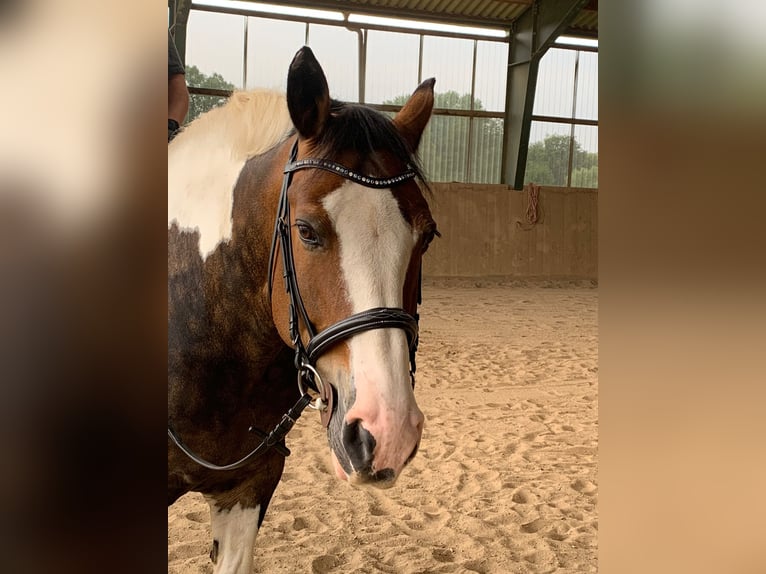 Sang-chaud polonais Croisé Jument 14 Ans 154 cm Pinto in Traventhal