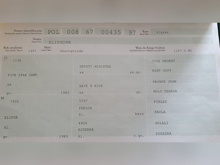 Sang-chaud polonais Jument 18 Ans 164 cm Bai brun in Wehrheim