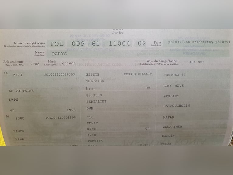Sang-chaud polonais Jument 18 Ans 164 cm Bai brun in Wehrheim