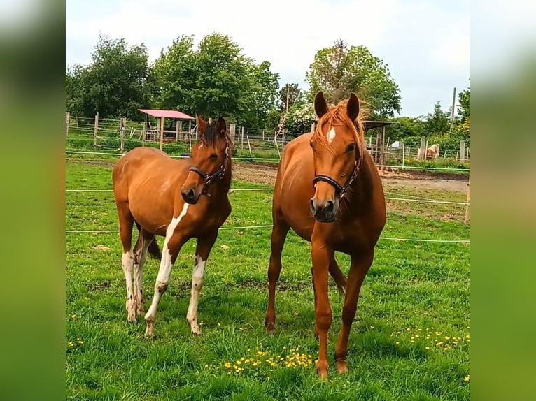 Sang-chaud polonais Croisé Jument 1 Année 155 cm Pinto in Bredstedt