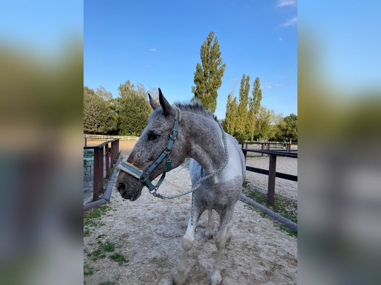 Sang-chaud polonais Croisé Jument 21 Ans 165 cm Pinto in Würzburg