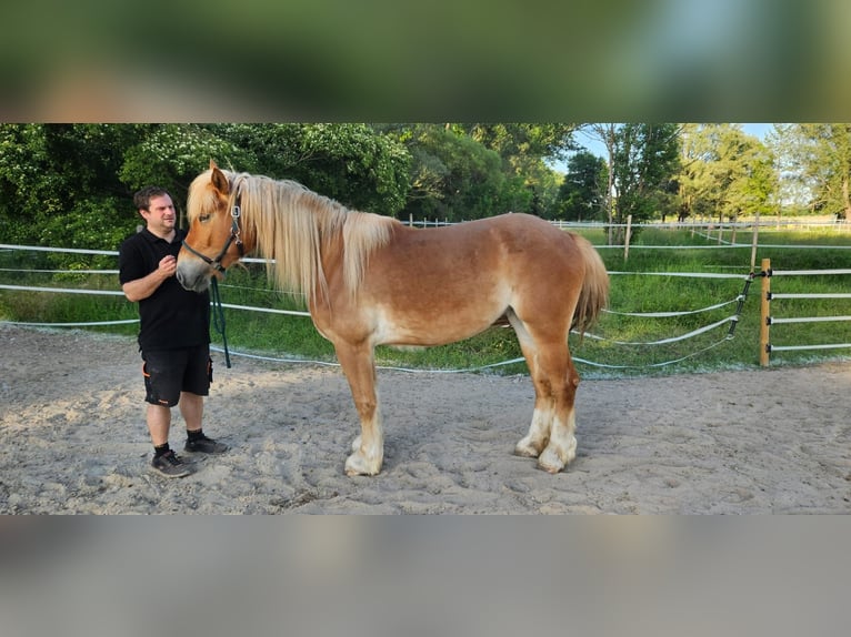 Sang-chaud polonais Croisé Jument 3 Ans 159 cm Alezan in Stadecken-Elsheim