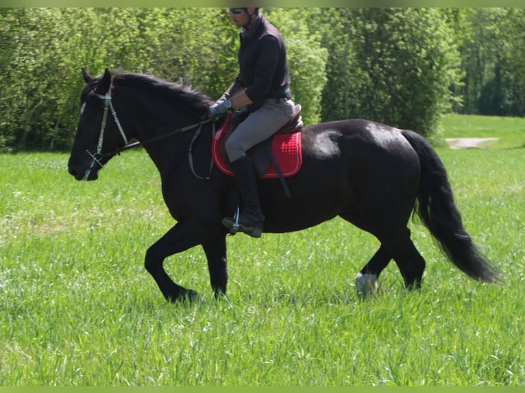 Sang-chaud polonais Jument 4 Ans 157 cm Noir in Buttstädt