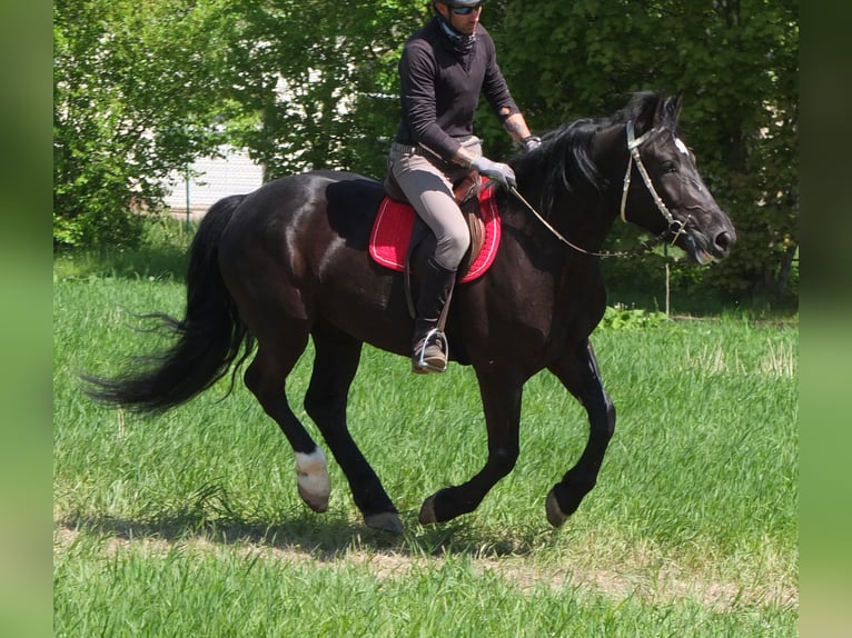 Sang-chaud polonais Jument 4 Ans 157 cm Noir in Buttstädt
