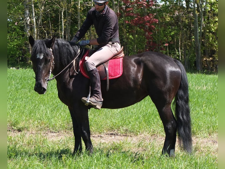 Sang-chaud polonais Jument 4 Ans 157 cm Noir in Buttstädt