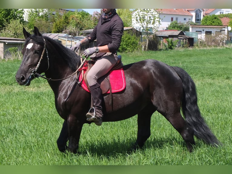 Sang-chaud polonais Jument 4 Ans 157 cm Noir in Buttstädt