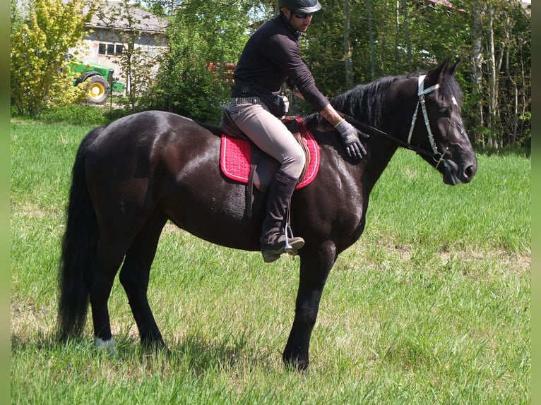 Sang-chaud polonais Jument 4 Ans 157 cm Noir in Buttstädt