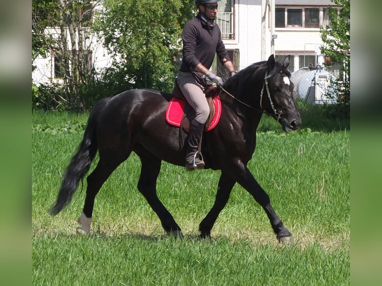 Sang-chaud polonais Jument 4 Ans 157 cm Noir in Buttstädt