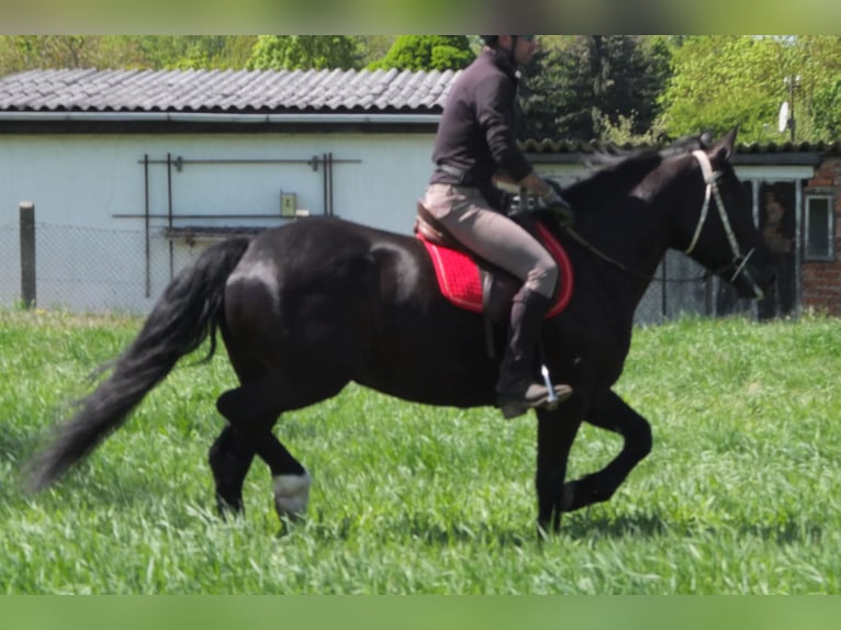 Sang-chaud polonais Jument 4 Ans 157 cm Noir in Buttstädt