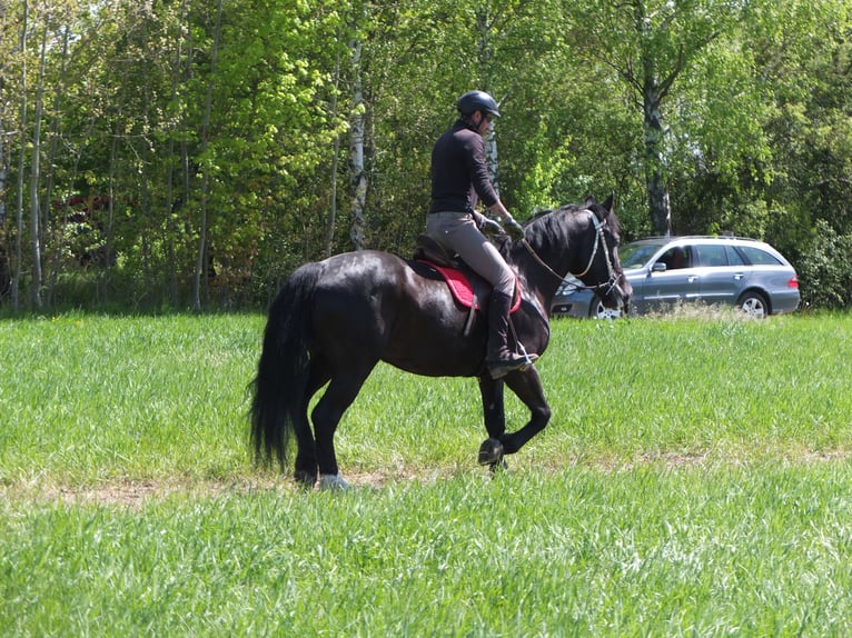 Sang-chaud polonais Jument 4 Ans 157 cm Noir in Buttstädt