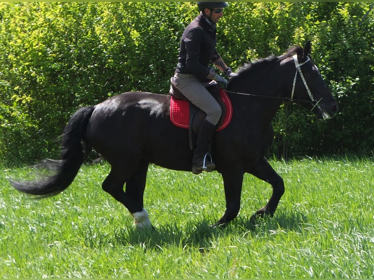 Sang-chaud polonais Jument 4 Ans 157 cm Noir in Buttstädt