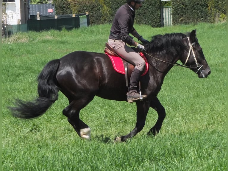 Sang-chaud polonais Jument 4 Ans 157 cm Noir in Buttstädt