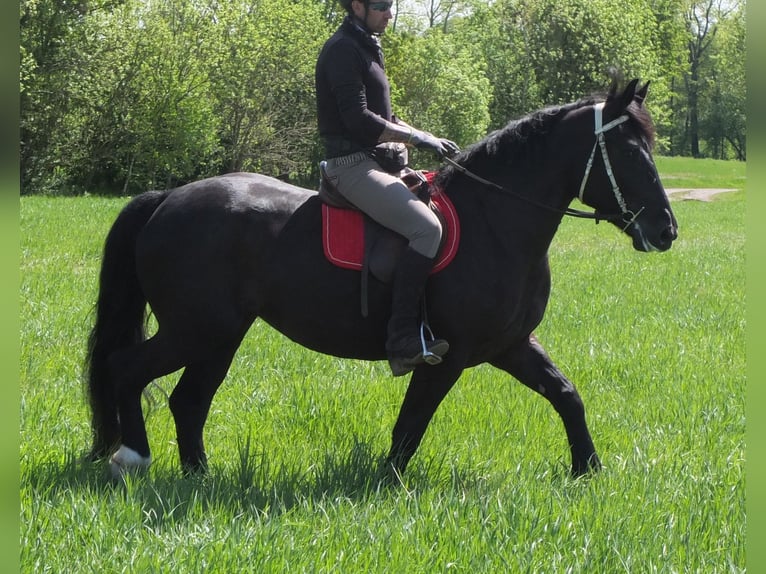 Sang-chaud polonais Jument 4 Ans 157 cm Noir in Buttstädt