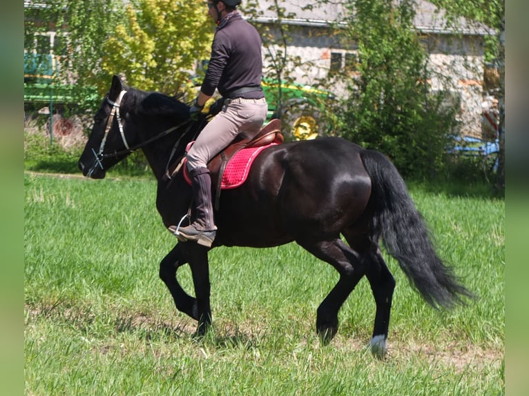 Sang-chaud polonais Jument 4 Ans 157 cm Noir in Buttstädt