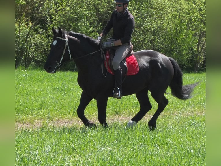Sang-chaud polonais Jument 4 Ans 157 cm Noir in Buttstädt