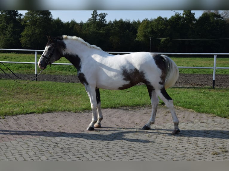 Sang-chaud polonais Jument 4 Ans 163 cm Pinto in Chełmno