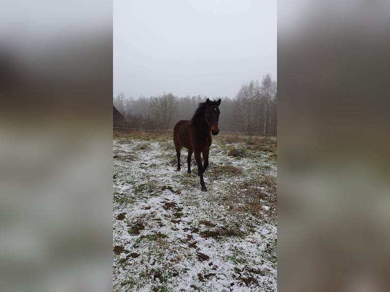 Sang-chaud polonais Croisé Jument 4 Ans 165 cm Bai brun in Orzysz