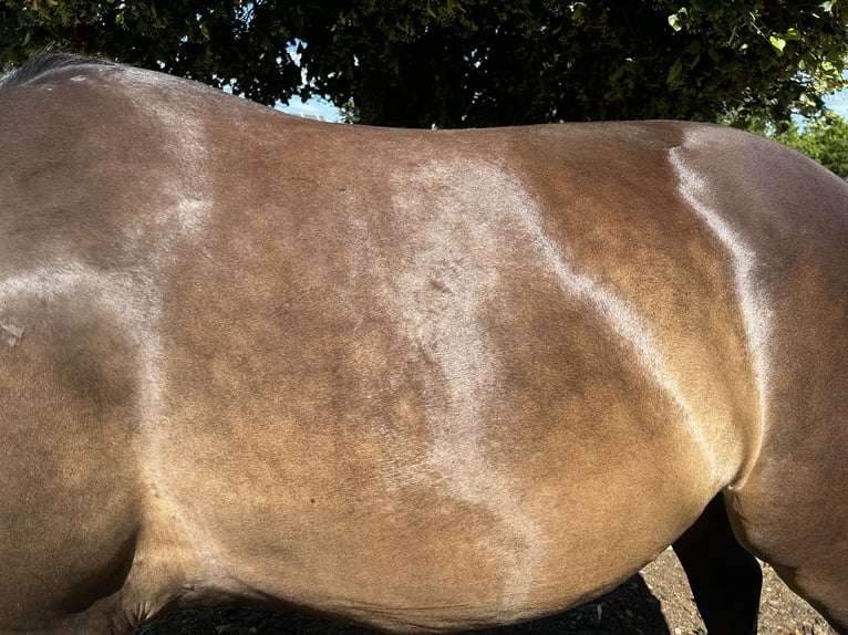 Sang-chaud polonais Croisé Jument 4 Ans 165 cm Bai brun in Orzysz