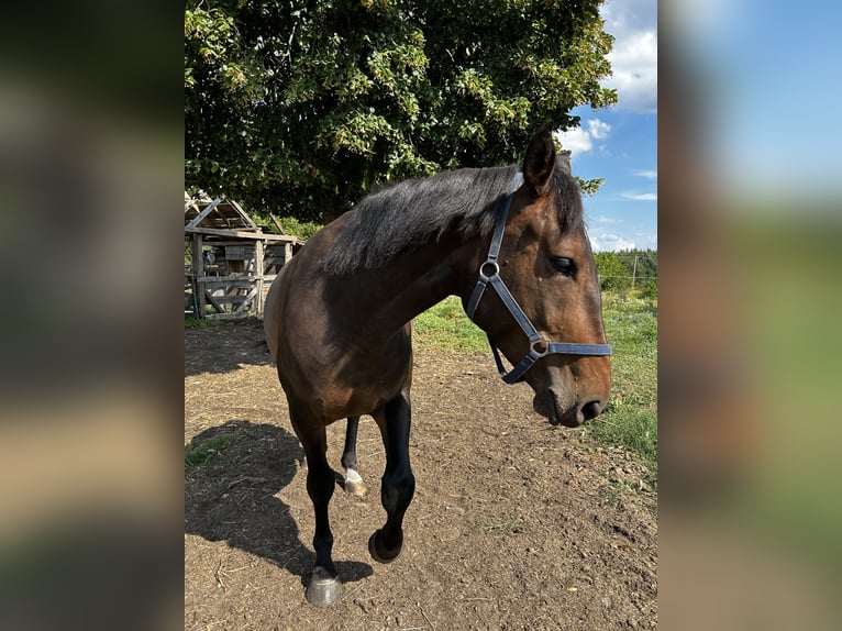 Sang-chaud polonais Croisé Jument 4 Ans 165 cm Bai brun in Orzysz