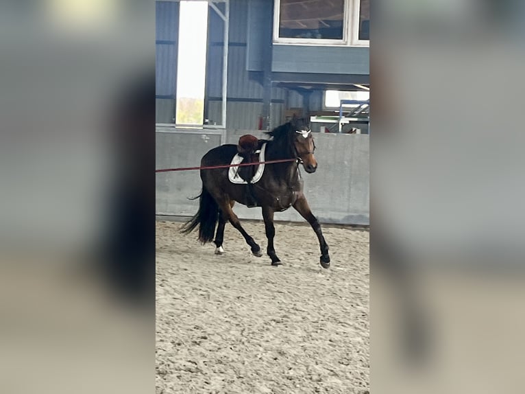 Sang-chaud polonais Jument 4 Ans 166 cm Bai in Papenhagen
