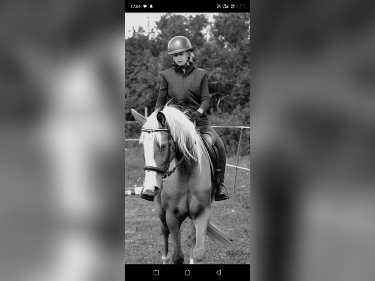 Sang-chaud polonais Jument 5 Ans 165 cm Palomino in Wierzchowo
