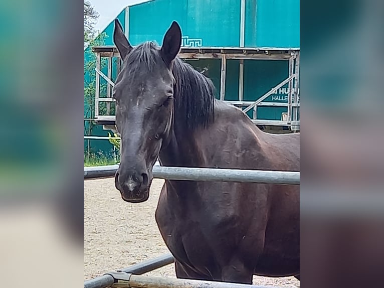 Sang-chaud polonais Jument 5 Ans 168 cm Noir in Bruck in der Oberpfalz