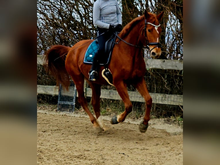 Sang-chaud polonais Jument 5 Ans 170 cm Alezan in Aarbergen