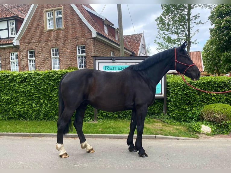 Sang-chaud polonais Jument 8 Ans 163 cm Noir in Eggermühlen