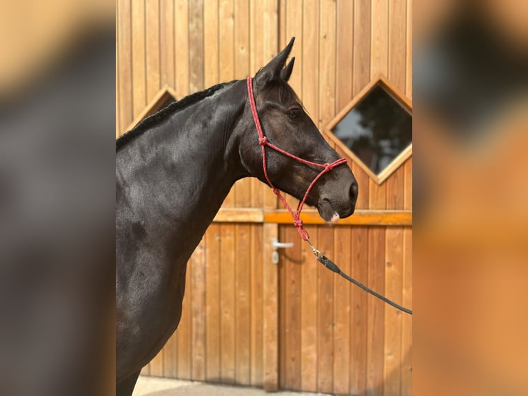 Sang-chaud polonais Jument 8 Ans 164 cm Noir in Eggerm&#xFC;hlen OT Bockraden