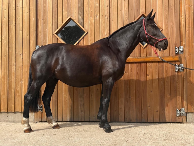 Sang-chaud polonais Jument 8 Ans 164 cm Noir in Eggerm&#xFC;hlen OT Bockraden