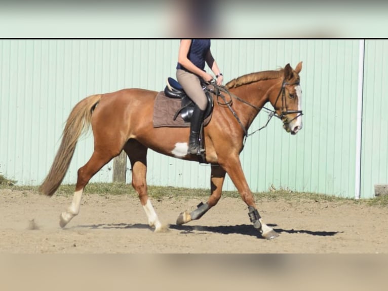 Sang-chaud polonais Jument 8 Ans 168 cm Alezan in Torgelow