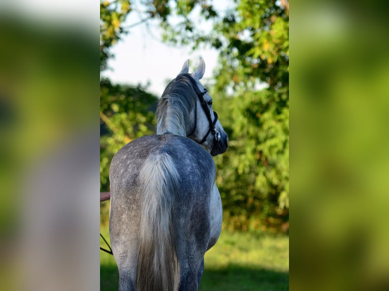 Sang-chaud polonais Jument 8 Ans 170 cm Gris in Iwno
