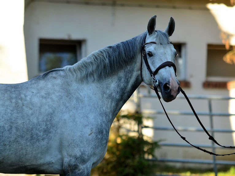 Sang-chaud polonais Jument 8 Ans 170 cm Gris in Iwno