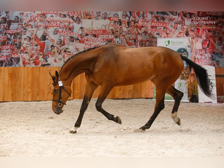 Sang-chaud polonais Croisé Jument 9 Ans 172 cm Bai clair in Sokolniki Gwiazdowskie