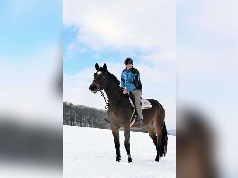 Sang-chaud slovaque Hongre 10 Ans 180 cm Bai brun foncé in Jilove