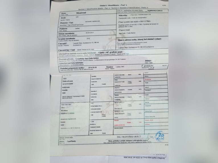 Sang-chaud slovaque Hongre 11 Ans 165 cm Bai cerise in Beograd