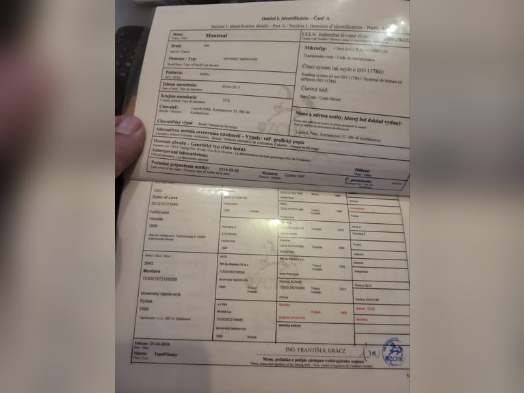 Sang-chaud slovaque Hongre 11 Ans Bai in Beograd Srbija