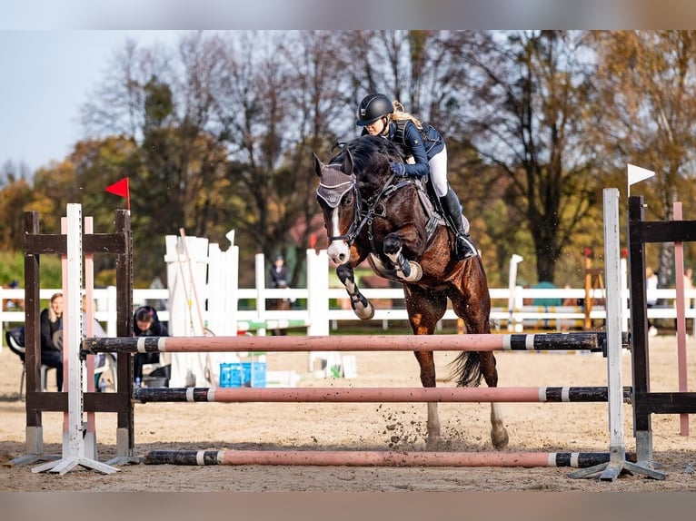 Sang-chaud slovaque Hongre 13 Ans 163 cm Bai in Vyškov