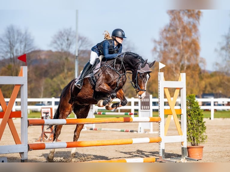 Sang-chaud slovaque Hongre 13 Ans 163 cm Bai in Vyškov