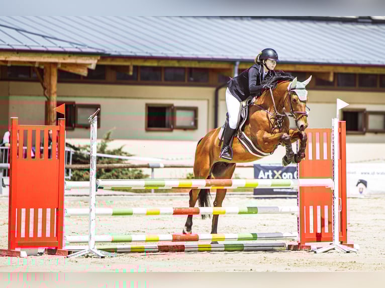 Sang-chaud slovaque Hongre 13 Ans 164 cm Bai in Šamorín