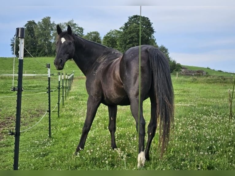 Sang-chaud slovaque Hongre 14 Ans 157 cm Noir in Regen